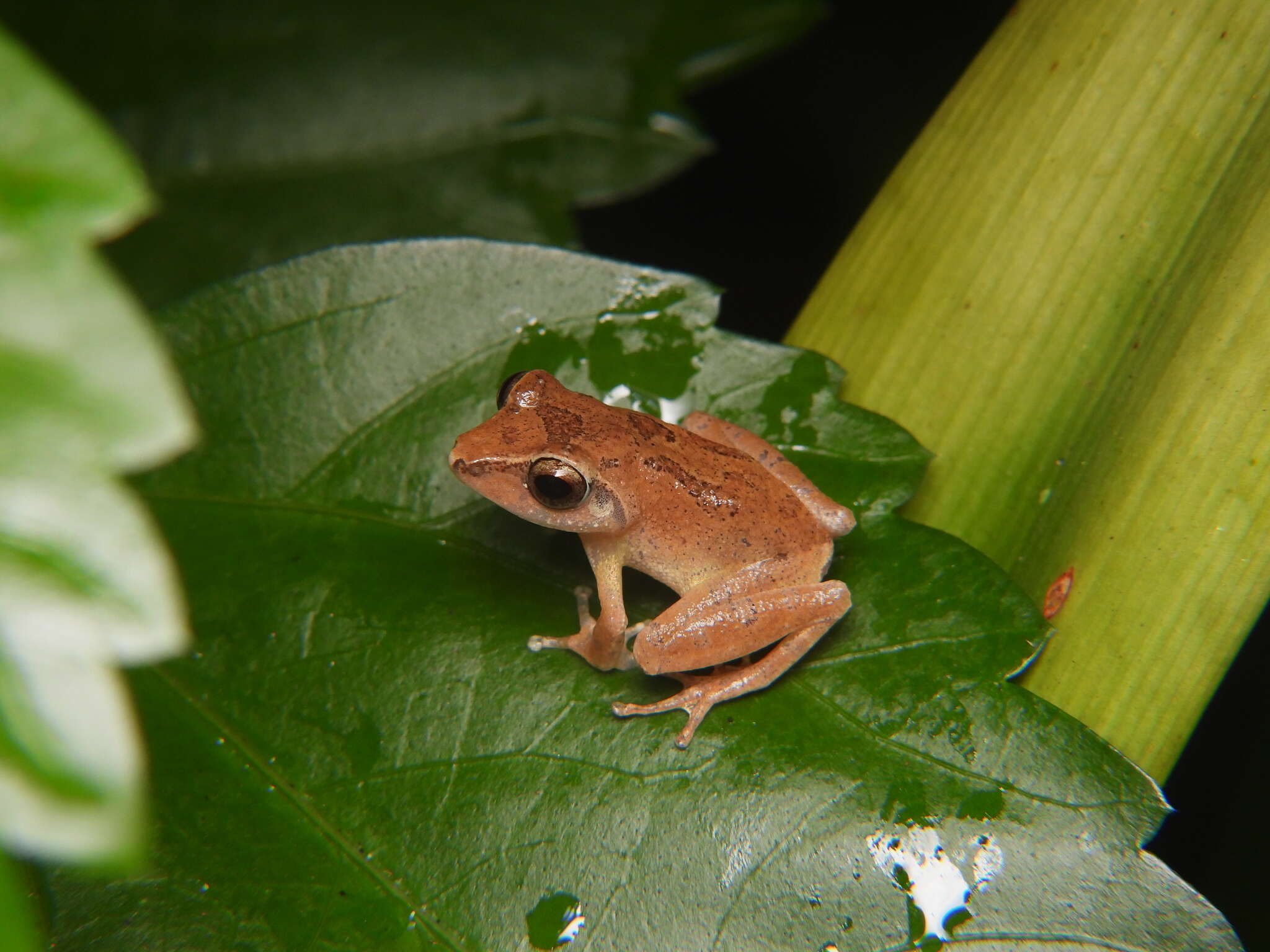 صورة Pseudophilautus schneideri Meegaskumbura & Manamendra-Arachchi 2011