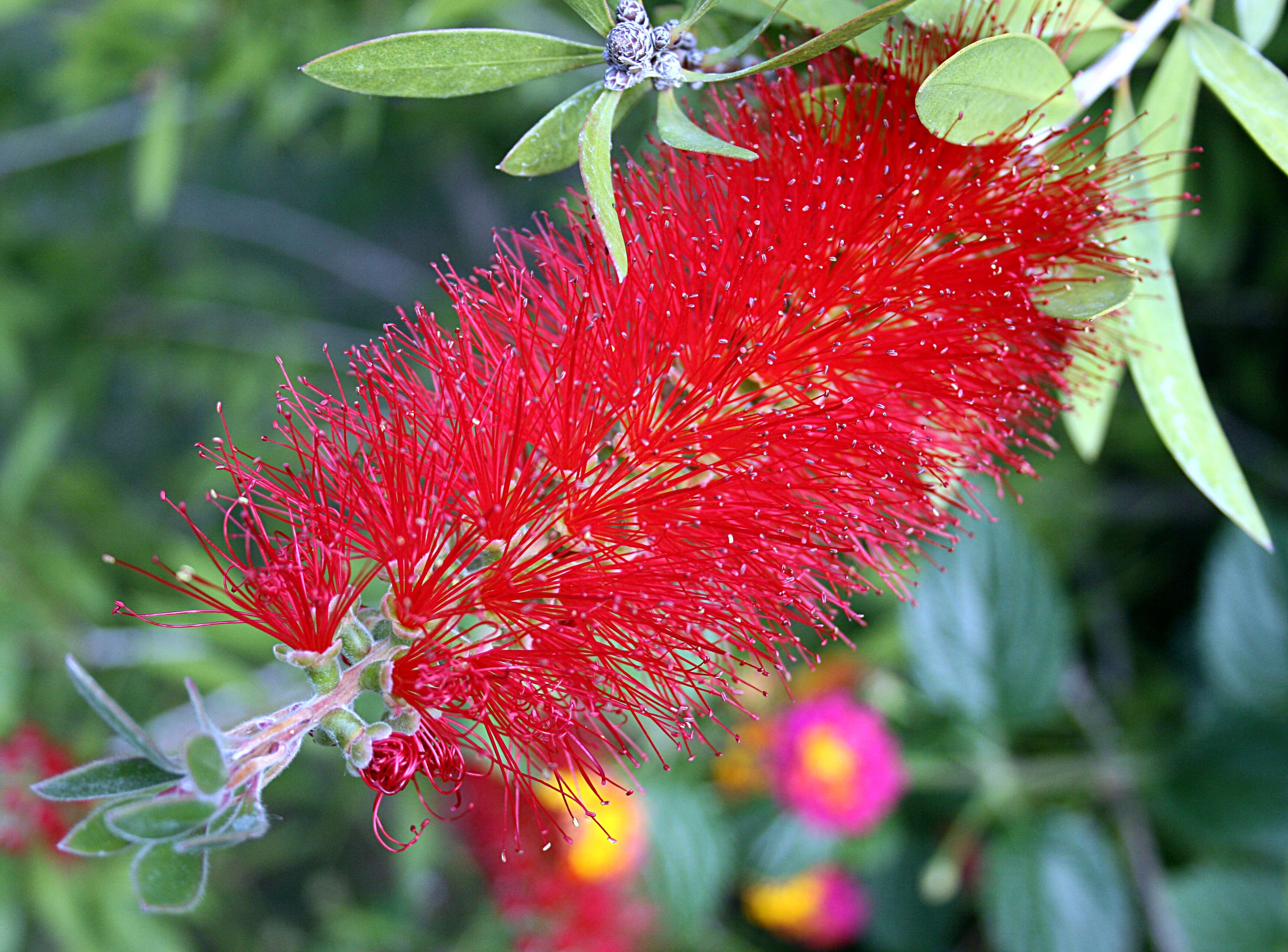 صورة Callistemon rigidus R. Br.