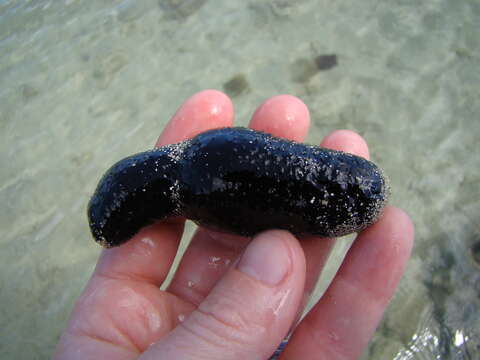 Image of Black sea cucumber