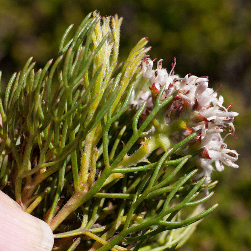 Image of Serruria ascendens (Lam.) R. Br.