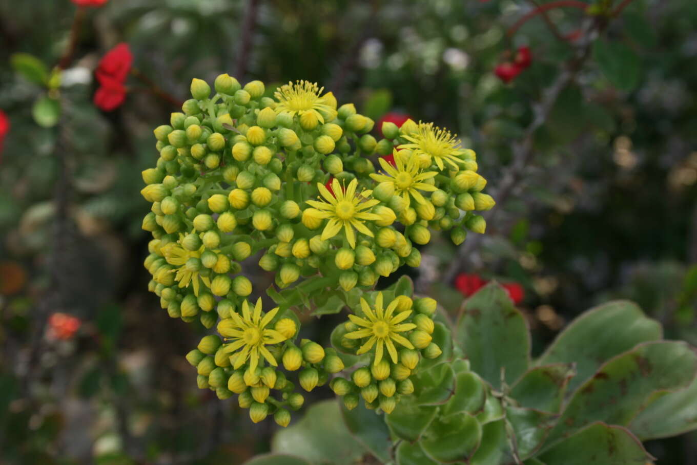 Image of Aeonium tabuliforme