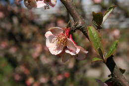 Image of Chaenomeles thibetica T. T. Yu