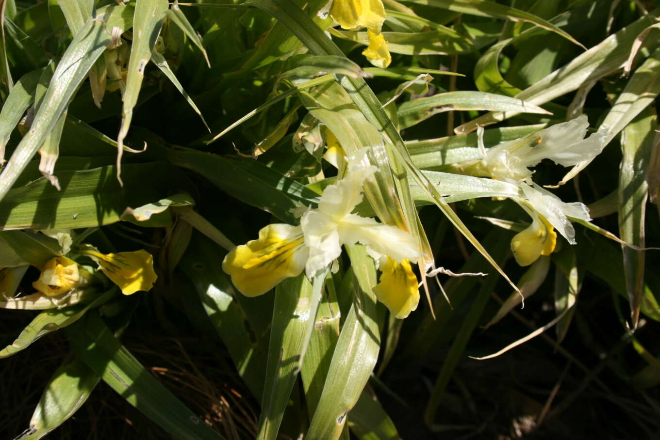 Image of Iris bucharica Foster