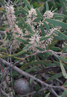 Image of Hakea incrassata R. Br.