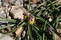 Image of Muscari macrocarpum Sweet