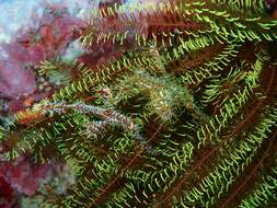 Image of Ornate ghost pipefish