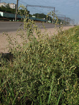 Image of Artemisia sieversiana Ehrh. ex Willd.