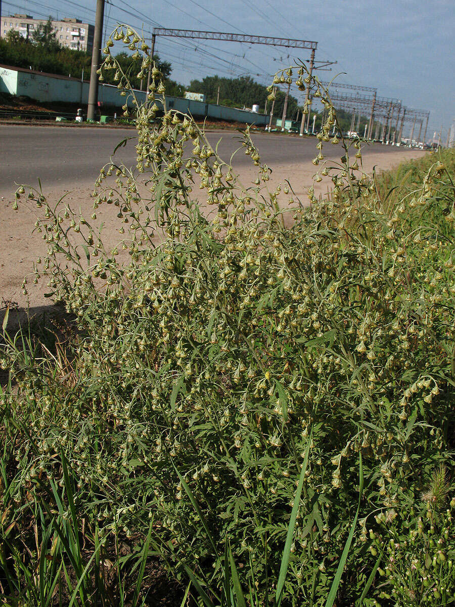 Image de Artemisia sieversiana Ehrh. ex Willd.