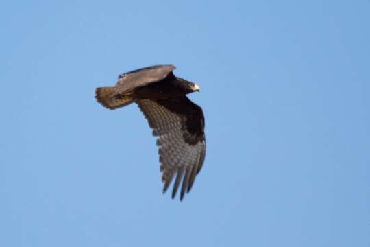 Image of Zone-tailed Hawk