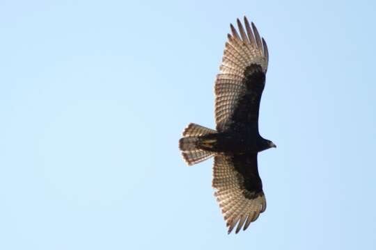 Image of Zone-tailed Hawk