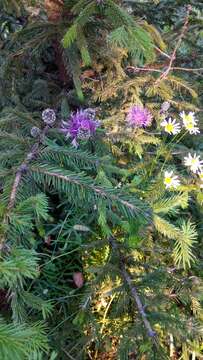 صورة Centaurea scabiosa subsp. scabiosa