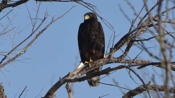 Image of Zone-tailed Hawk