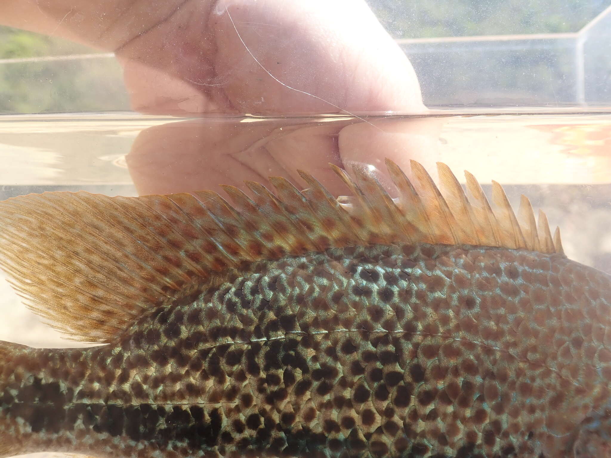 Image of Oaxaca cichlid