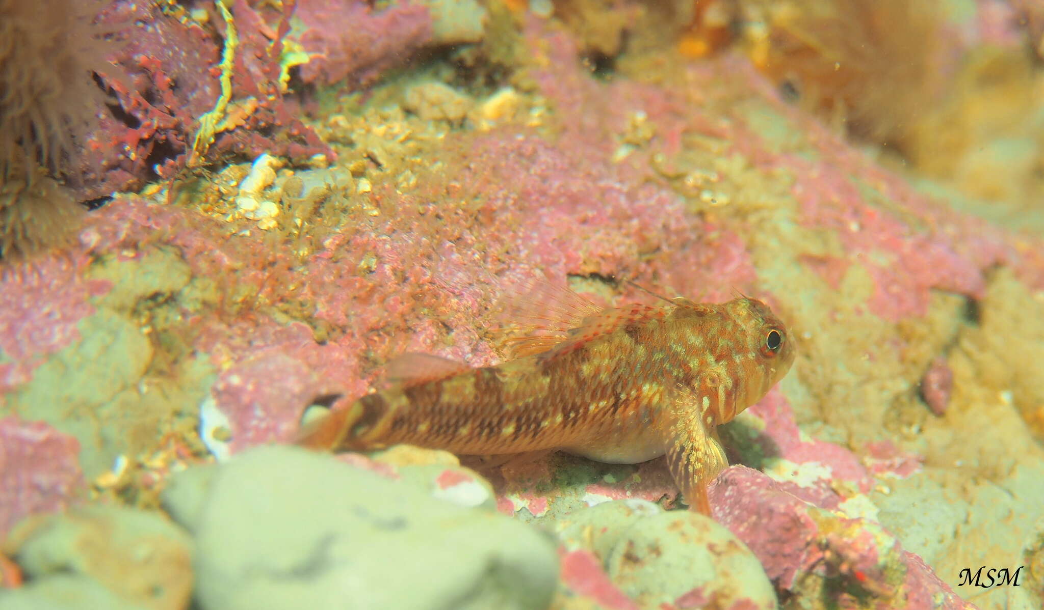 Image of Cunningham&#39;s triplefin