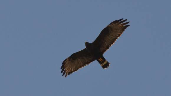 Image of Zone-tailed Hawk