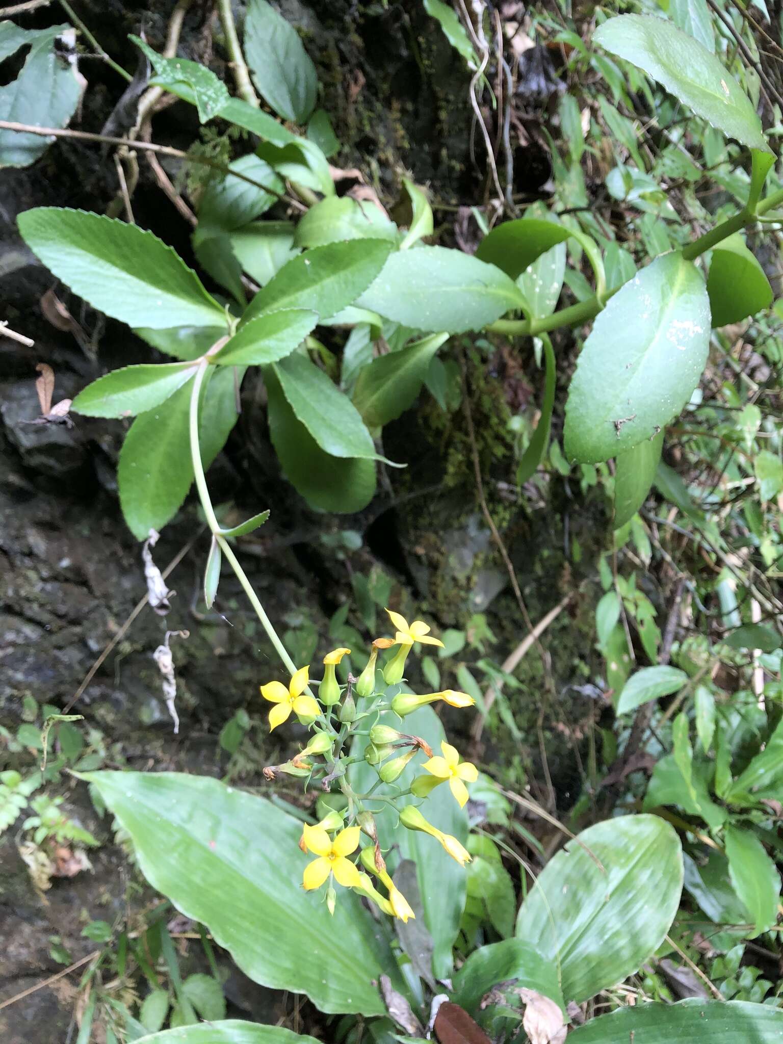 Kalanchoe deficiens (Forskål) Asch. & Schweinf. resmi