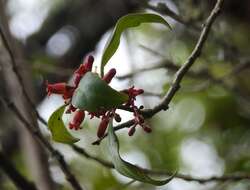 Image of Schoepfia vacciniiflora Planch. ex Hemsl.