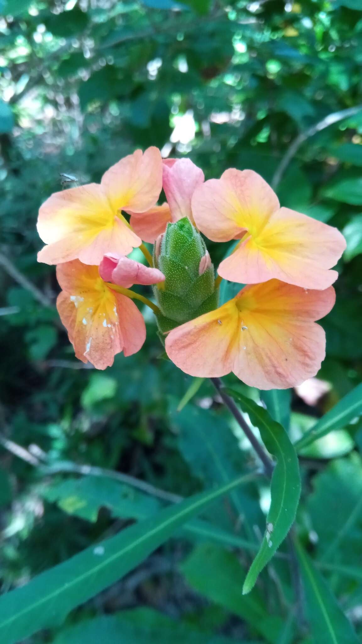 Image of Crossandra quadridentata Benoist