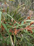 Imagem de Lasiopetalum ferrugineum Sm.