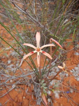 Image of Babiana teretifolia Goldblatt & J. C. Manning