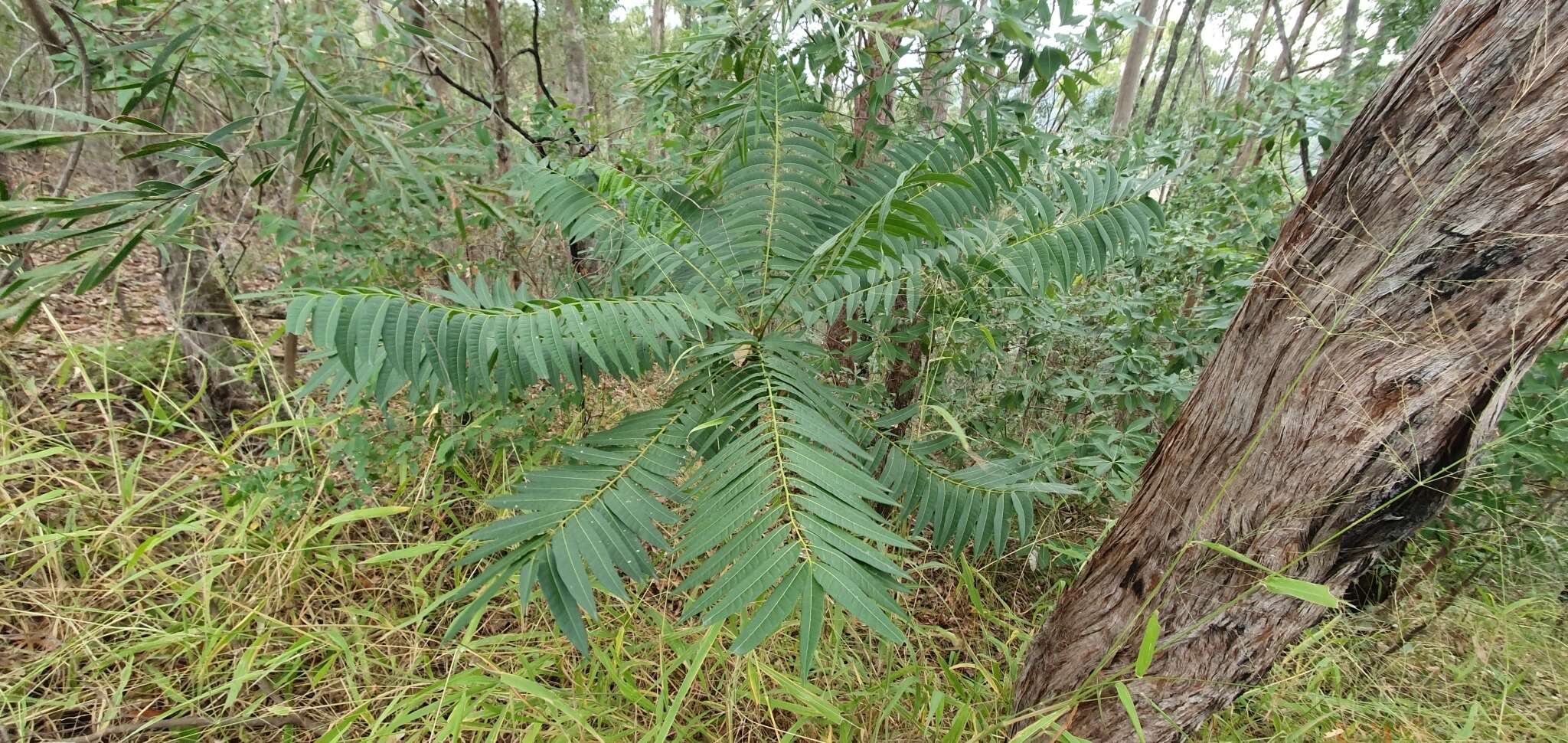 Image of Ailanthus triphysa (Dennst.) Alston