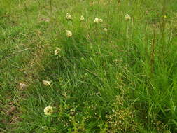 Image of sulphur clover