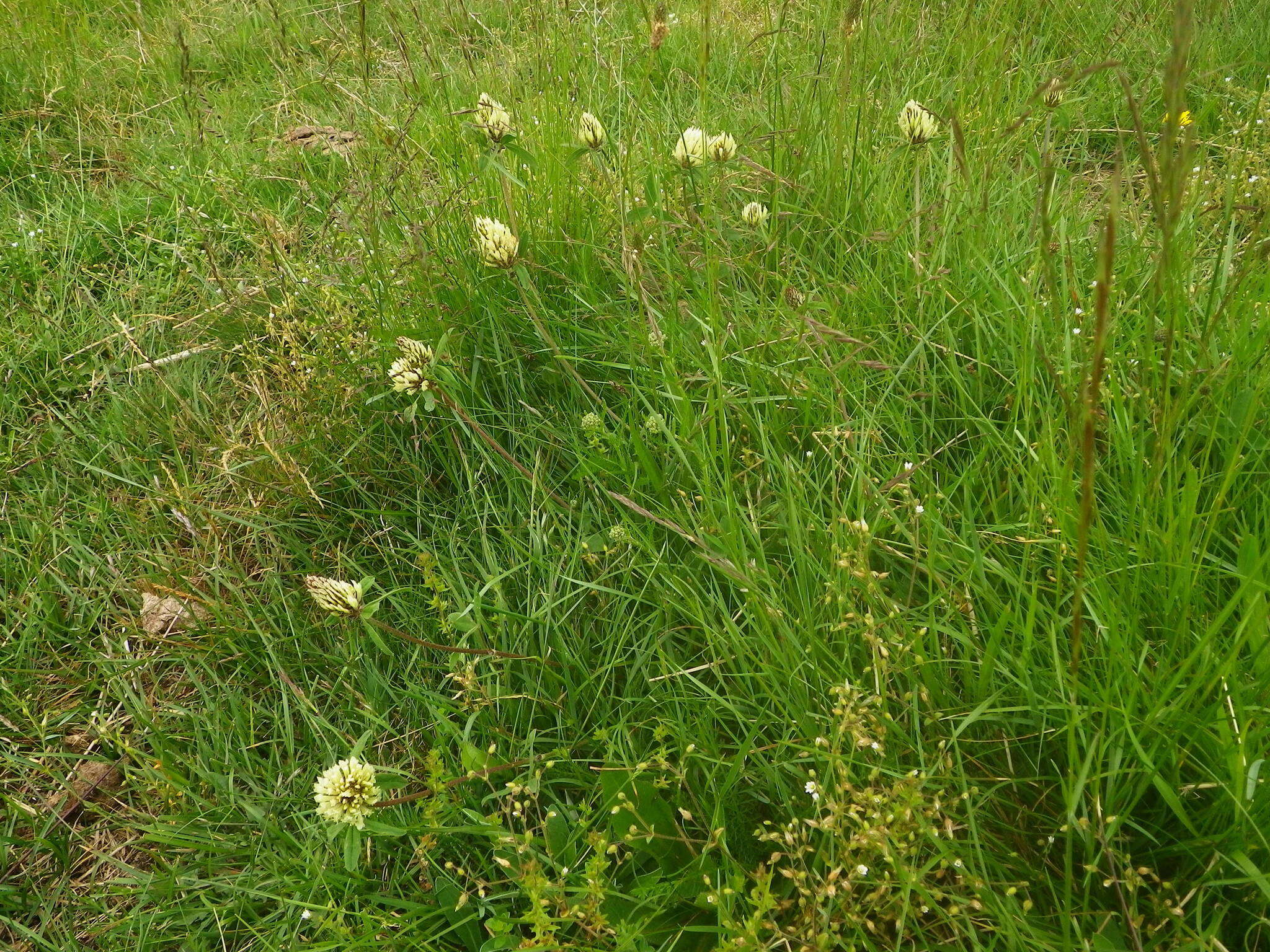 Image of sulphur clover