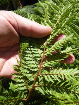 Image of Tree fern