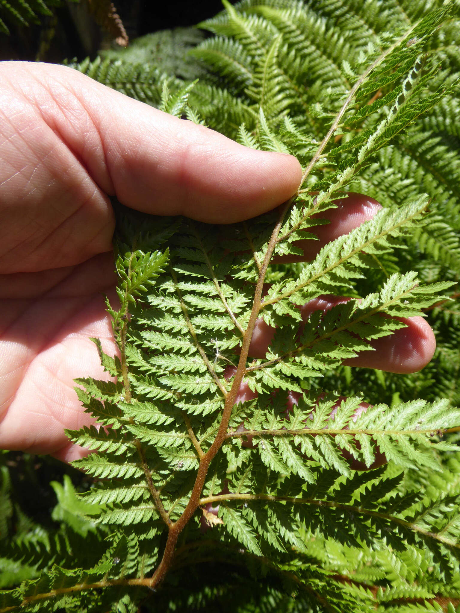 Image of Tree fern