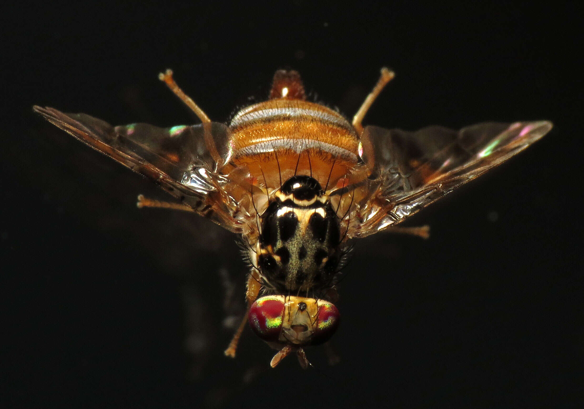 Image of Mediterranean fruit fly