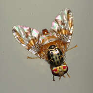 Image of Mediterranean fruit fly