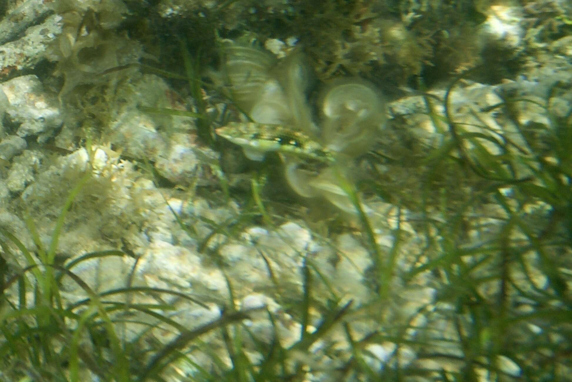 Image of Pink-belly wrasse