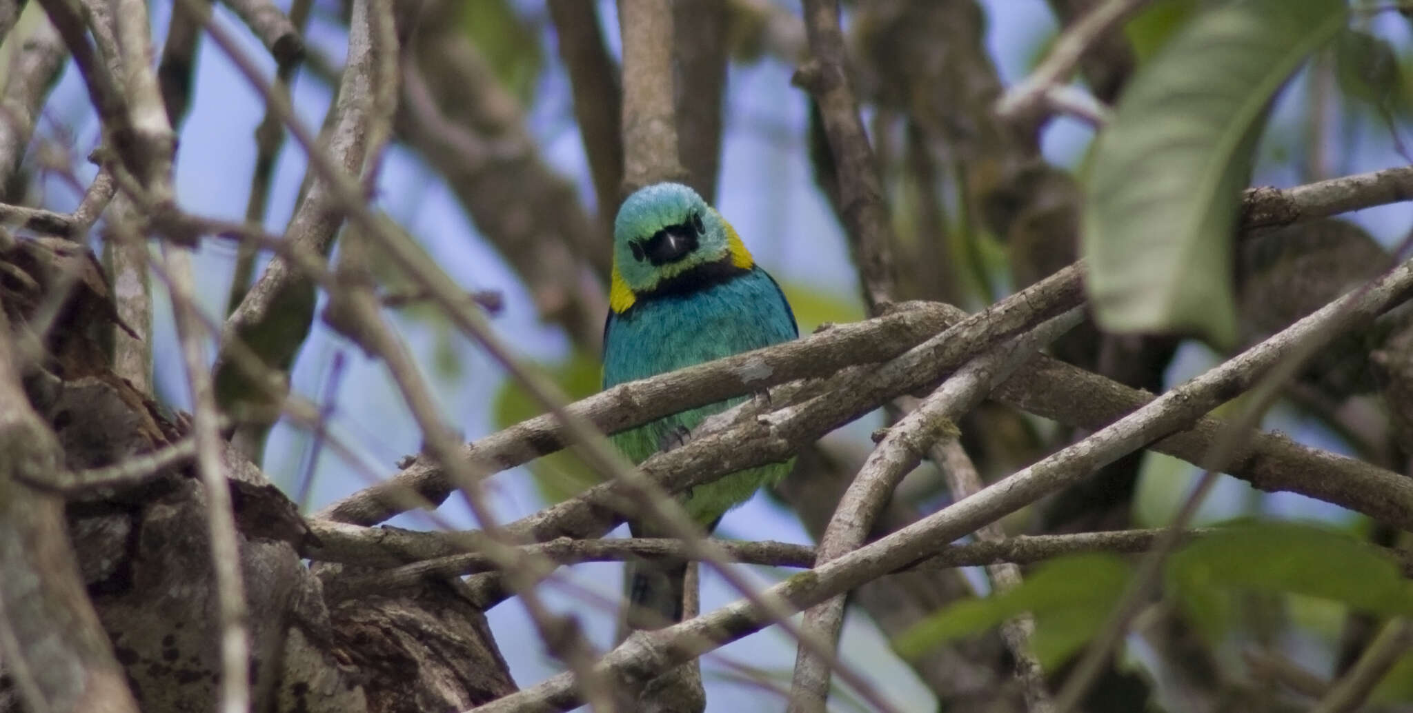 Image of Green-headed Tanager
