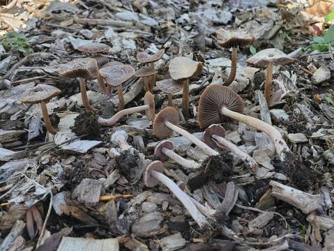 Image of Psathyrella bipellis (Quél.) A. H. Sm. 1946