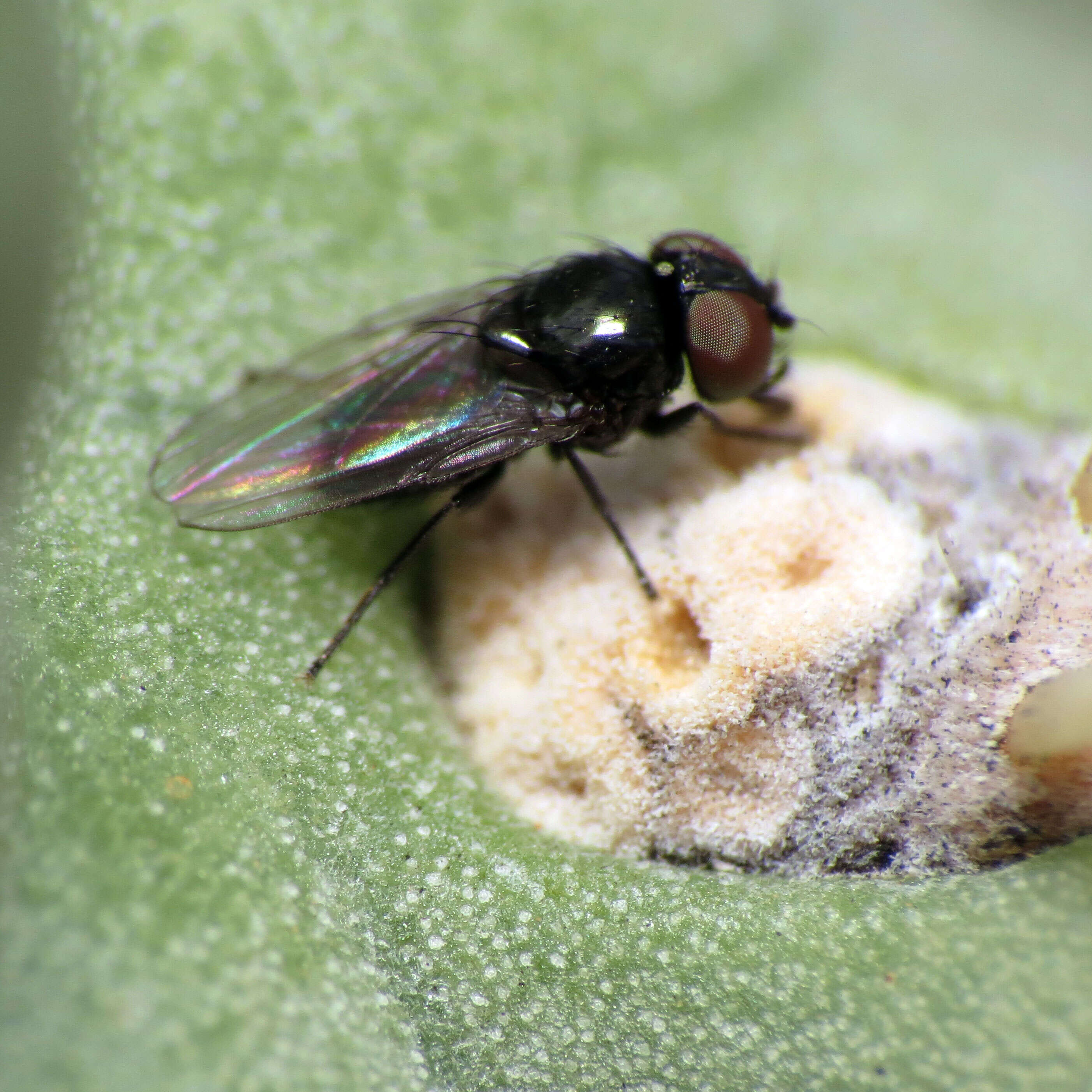 Sivun Milichiidae kuva