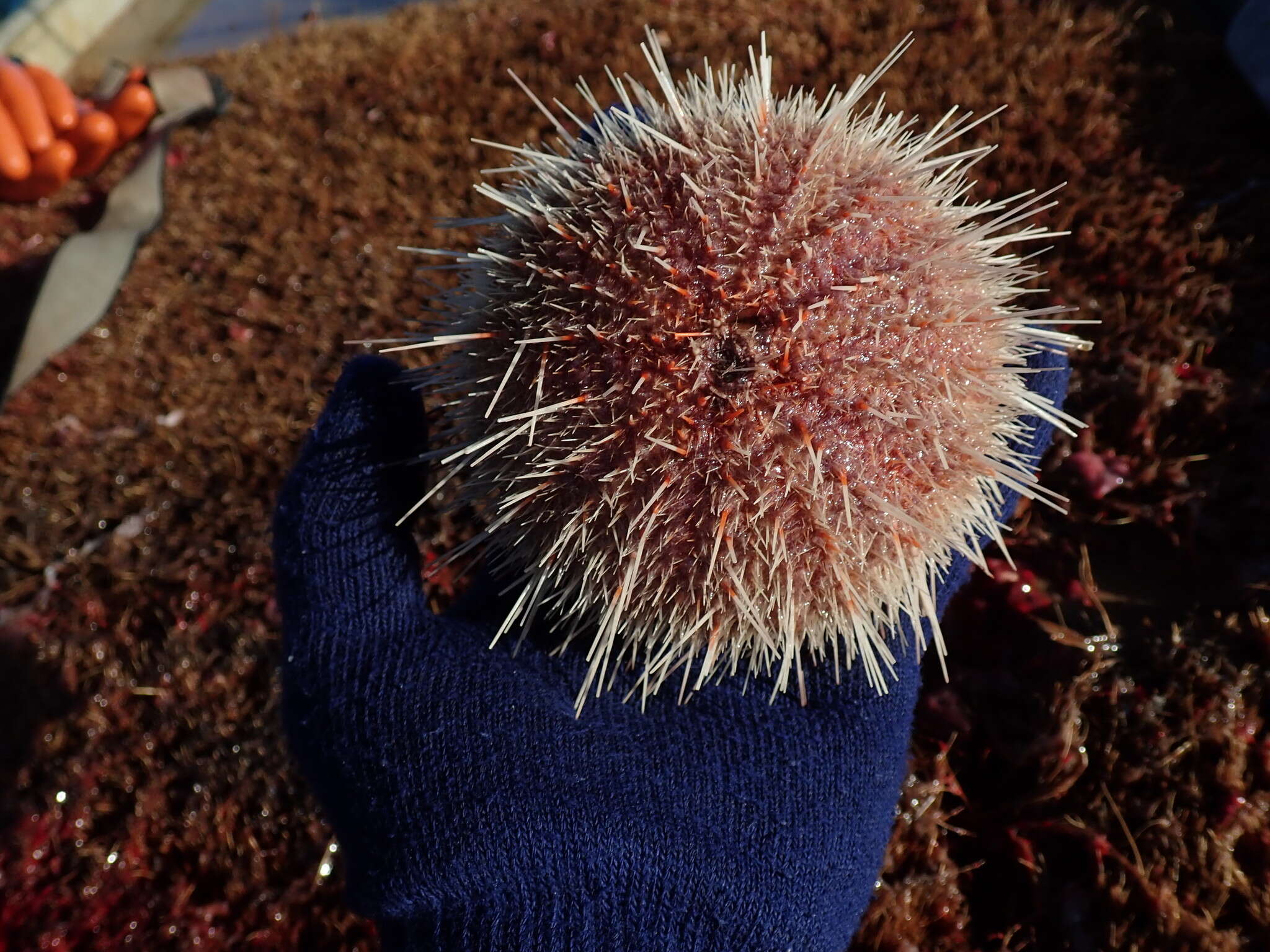 Image of fragile sea urchin