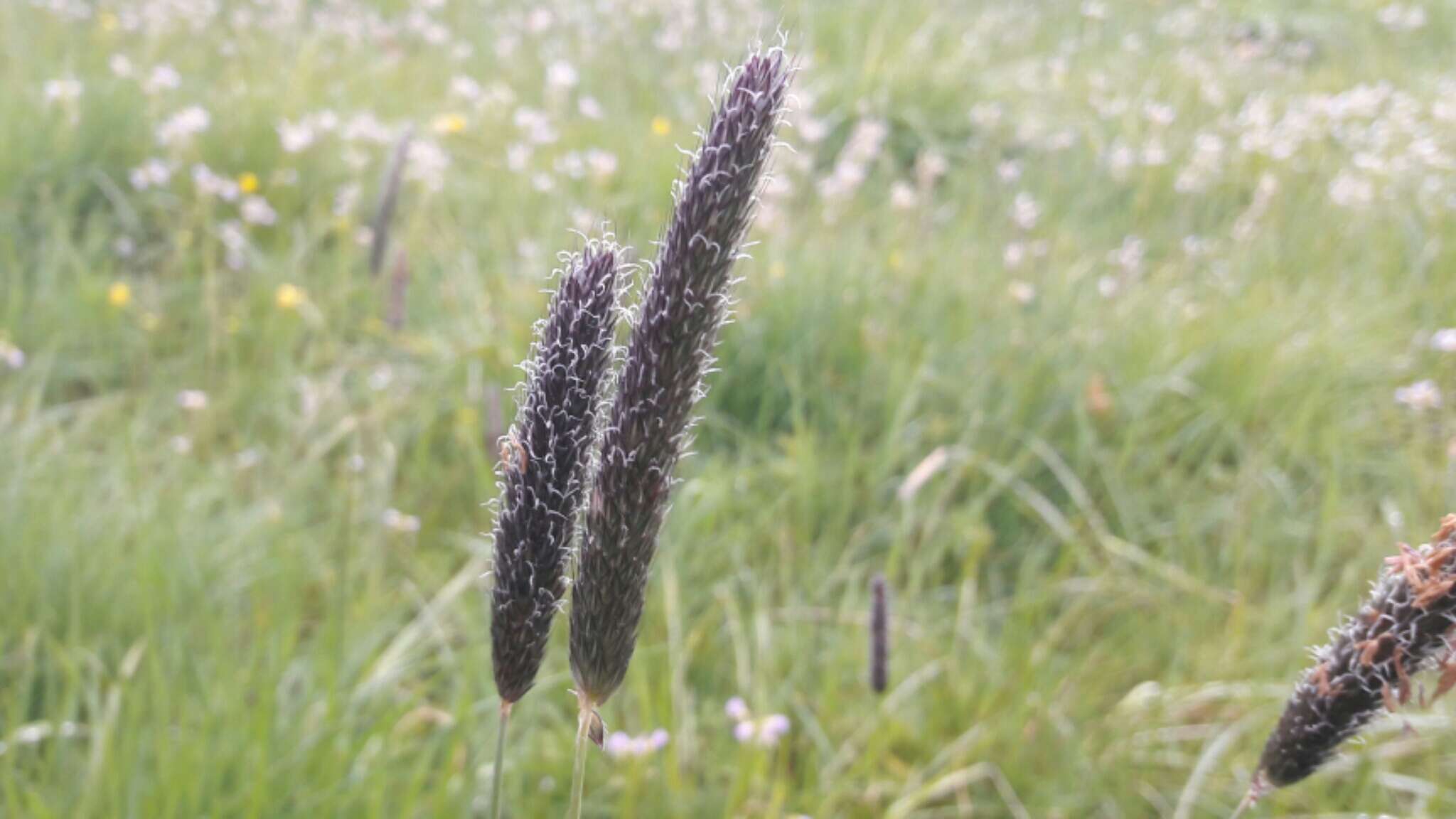 Image of meadow foxtail