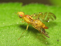 Image of Sunflower Maggot