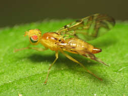 Image of Sunflower Maggot