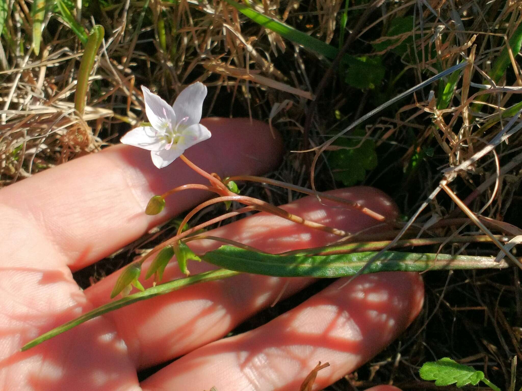 Image of Virginia springbeauty