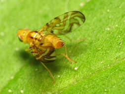 Image of Sunflower Maggot