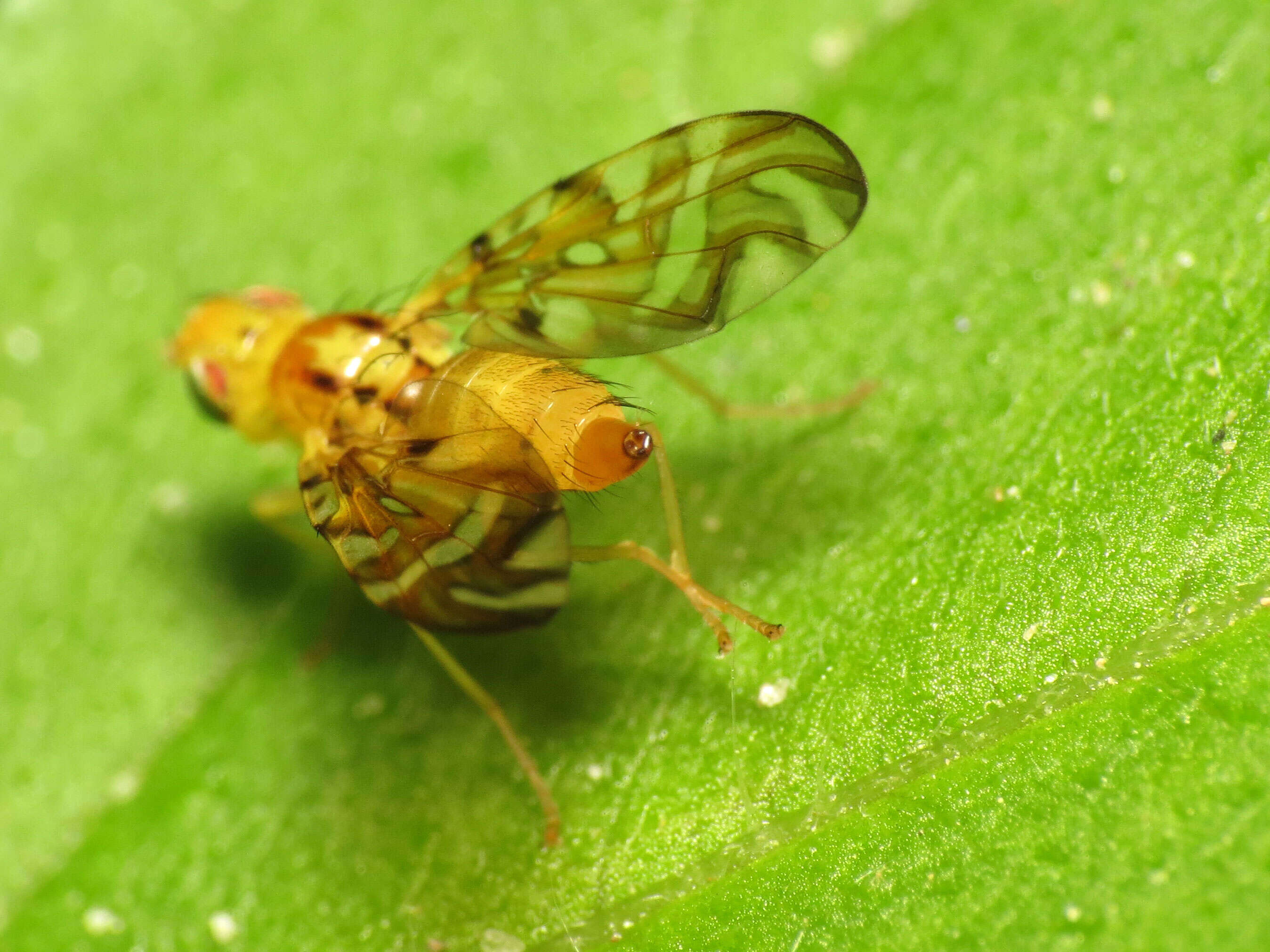 Image of Sunflower Maggot