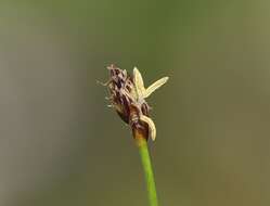 Image of Slender Spike-rush