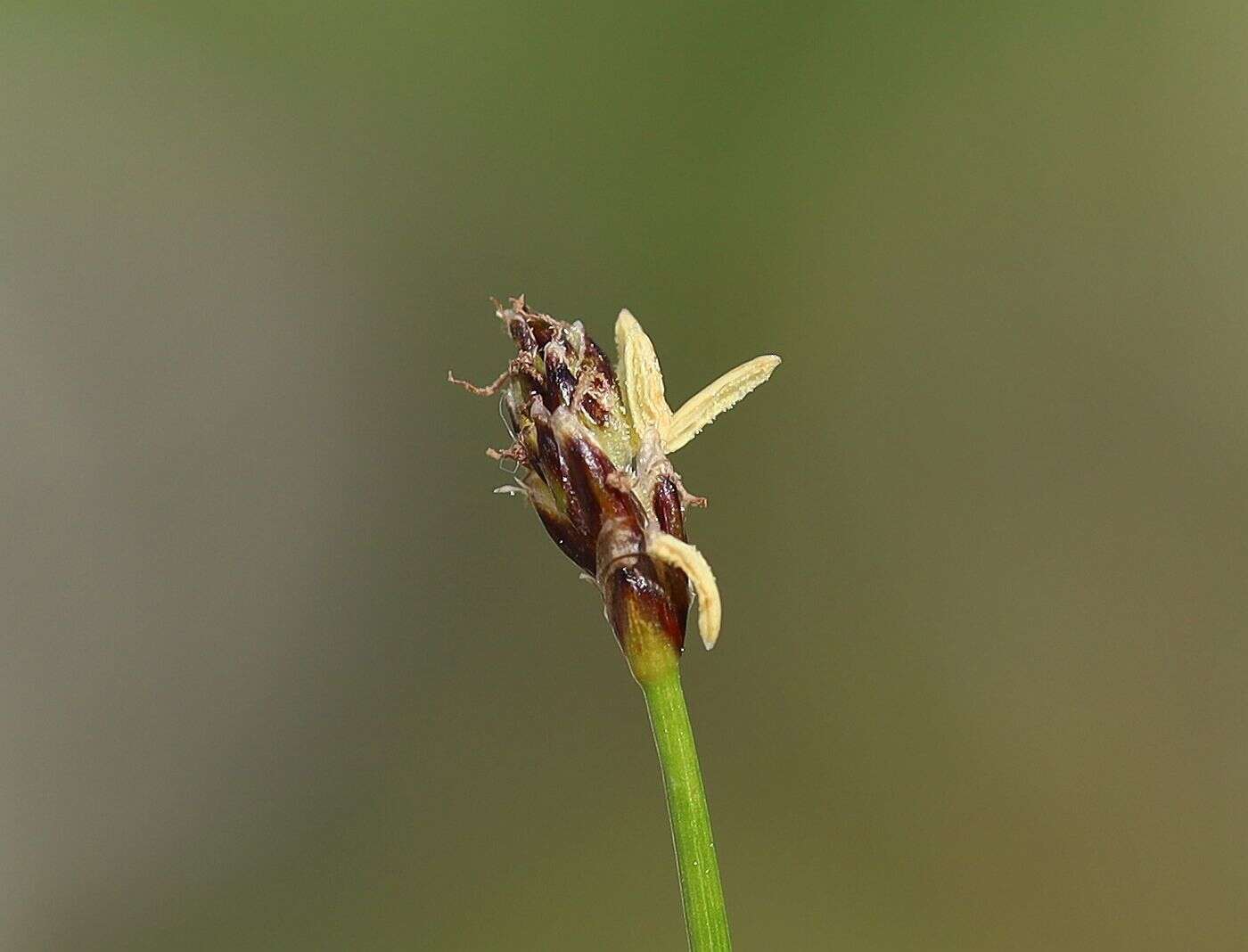 Image of Slender Spike-rush