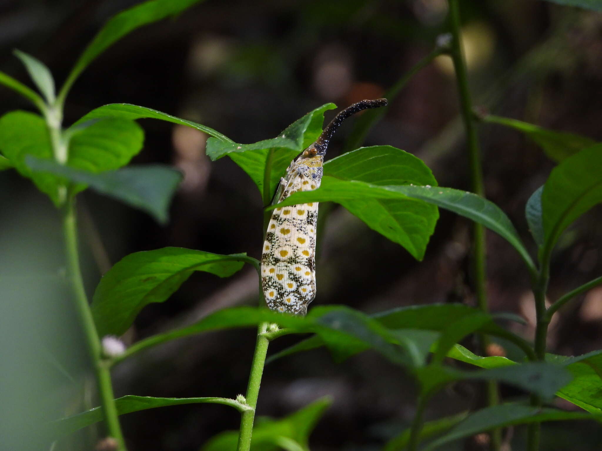 Image of Pyrops oculatus (Westwood 1838)