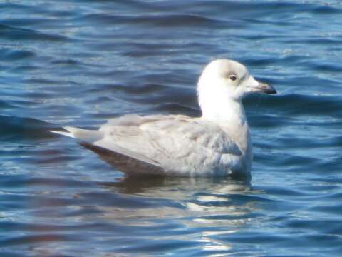 Image of Kumlien's Gull