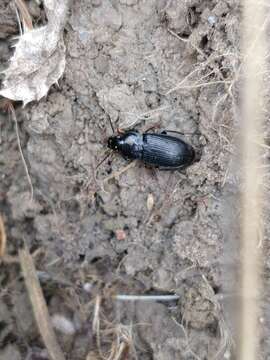 Anisodactylus (Anisodactylus) binotatus (Fabricius 1787) resmi