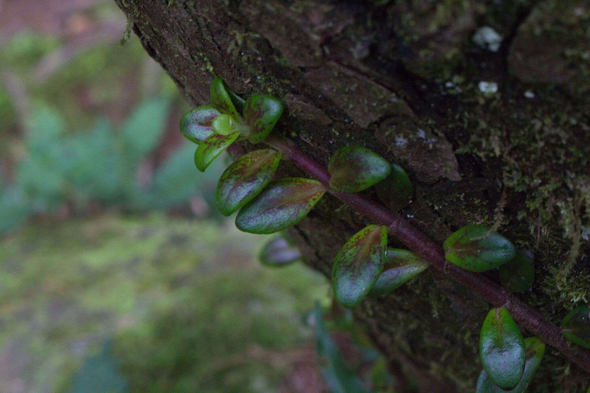 Image of Columnea glabra Oerst.