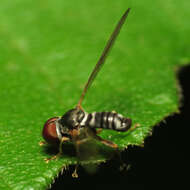 Image of big-headed flies