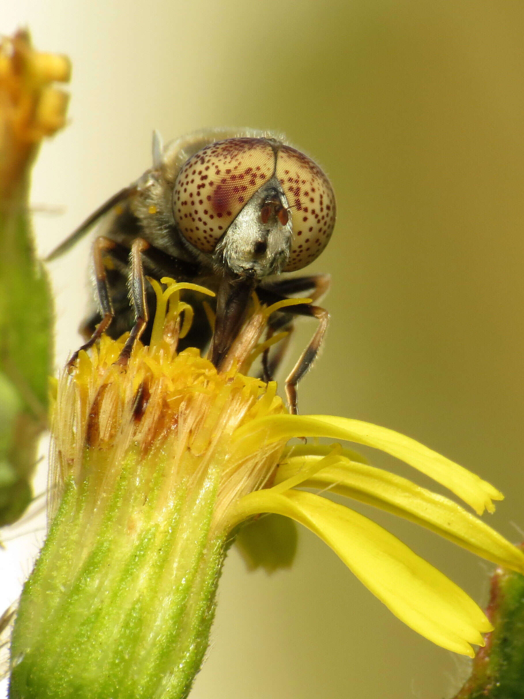 صورة Eristalinus aeneus (Scopoli 1763)